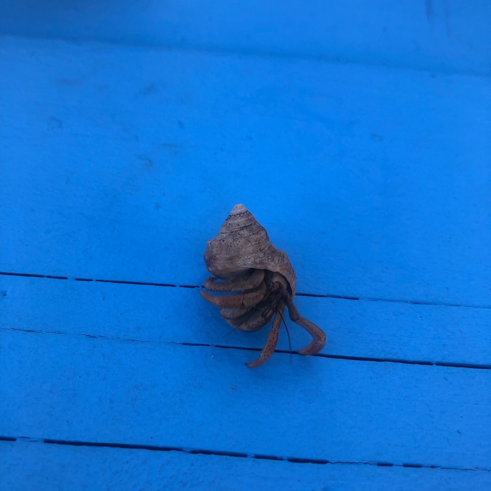 Meet your Posher, Jor